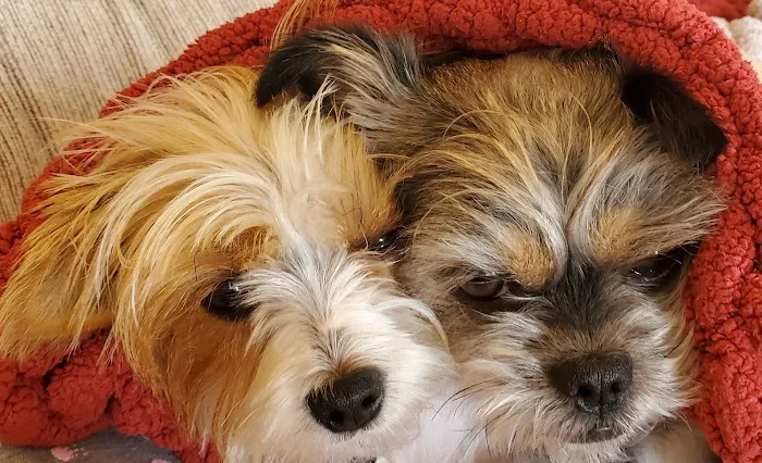 Farmington Animal Hospital Picture 3