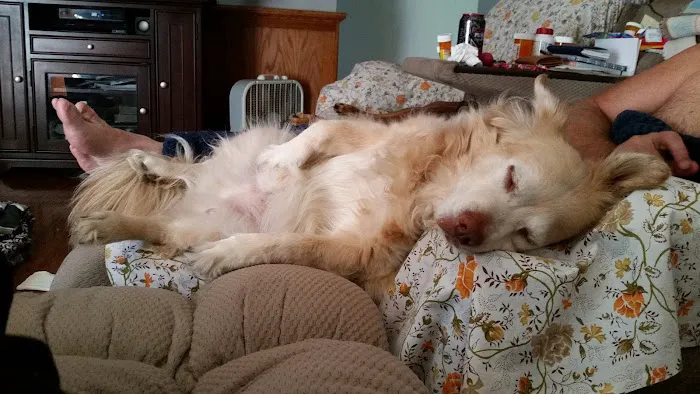 Farmington Animal Hospital Picture 1