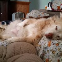 Farmington Animal Hospital ico