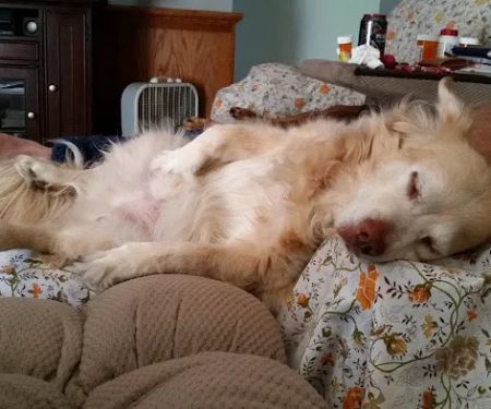 Farmington Animal Hospital