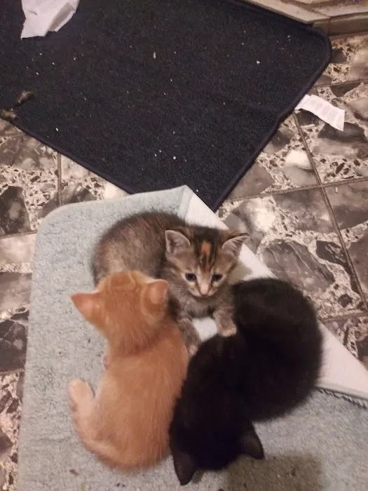 Farmington Animal Hospital Picture 2