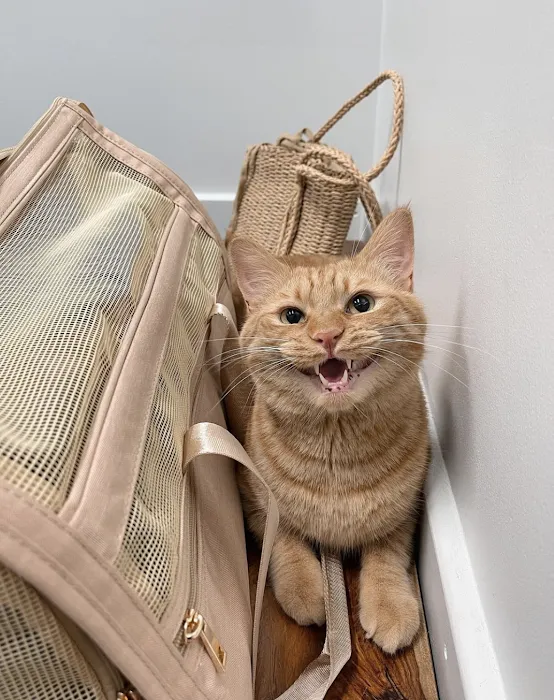 Animal Talk Medical Center Picture 3