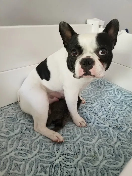 Animal Talk Medical Center Picture 9