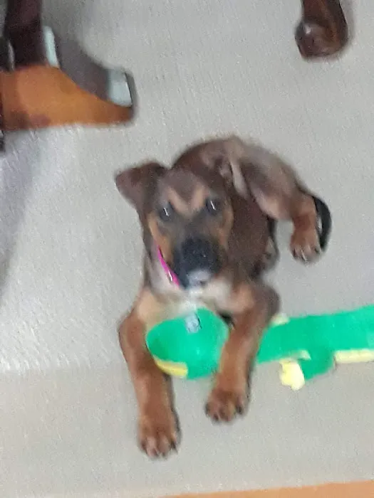 New Melle Animal Hospital Picture 1