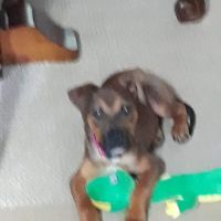 New Melle Animal Hospital ico