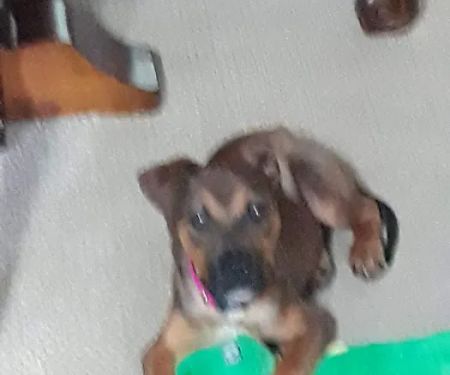 New Melle Animal Hospital