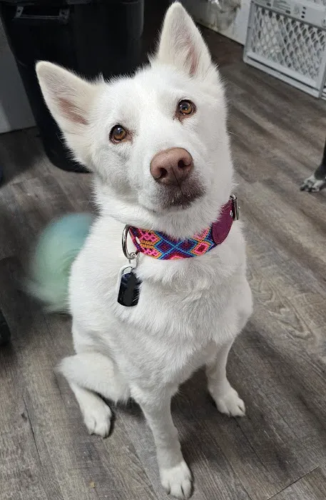 New Melle Animal Hospital Picture 4