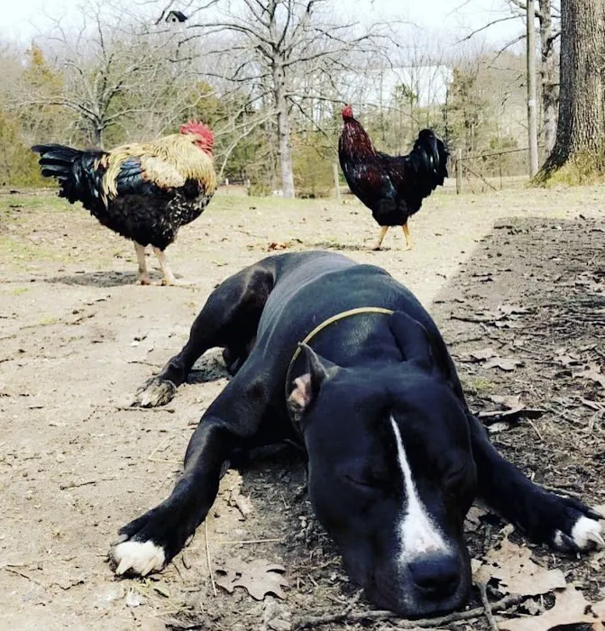 New Melle Animal Hospital Picture 2