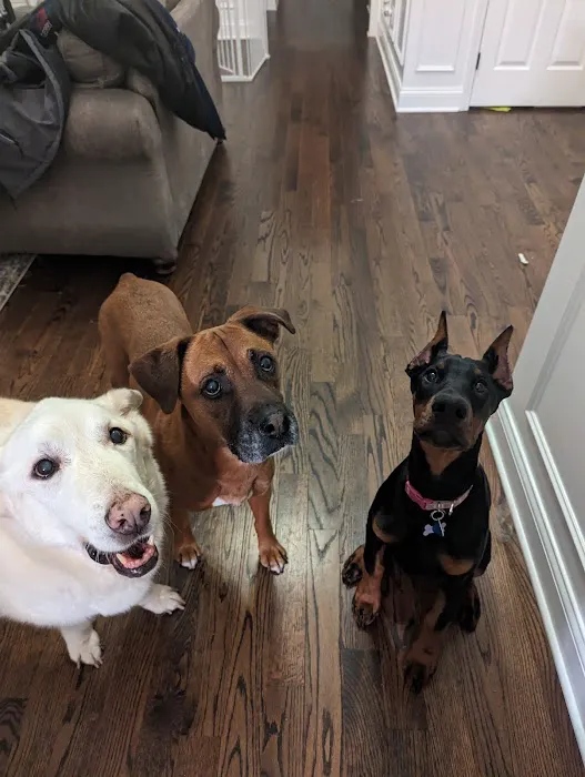 New Melle Animal Hospital Picture 7