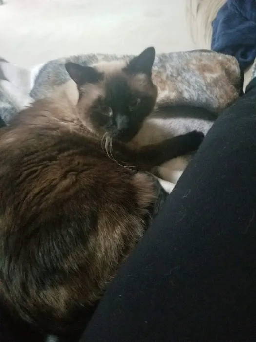 New Melle Animal Hospital Picture 6