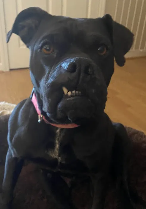 New Melle Animal Hospital Picture 9