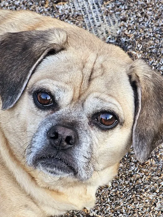 Animal Medical Center Wentzville Picture 1