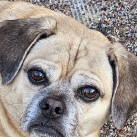 Animal Medical Center Wentzville ico