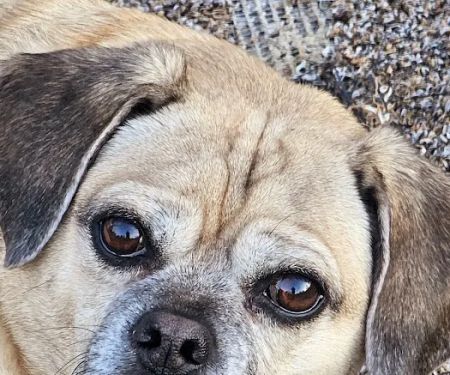 Animal Medical Center Wentzville