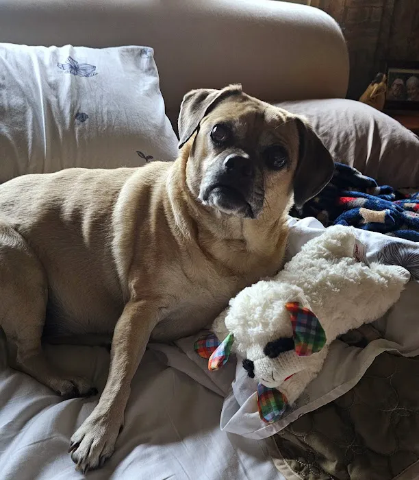 Animal Medical Center Wentzville Picture 2