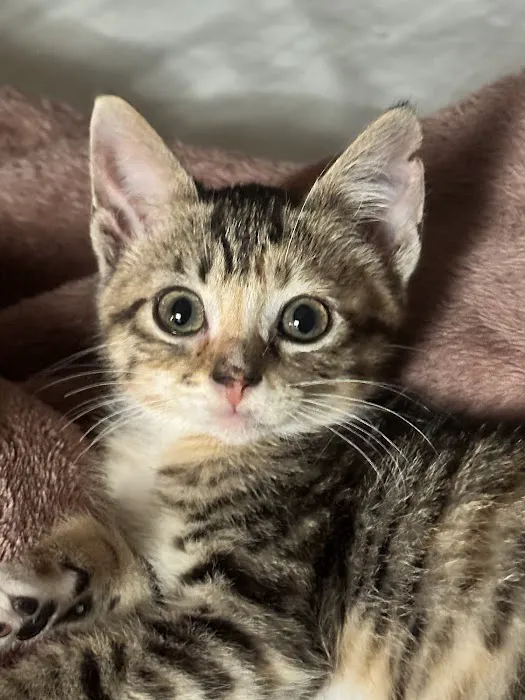 Animal Medical Center Wentzville Picture 5