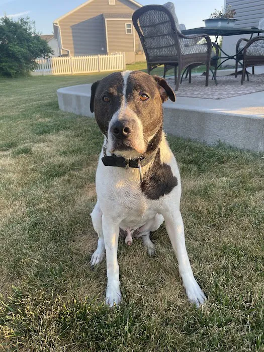 Animal Medical Center Wentzville Picture 8