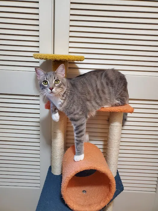 Animal Medical Center Wentzville Picture 10