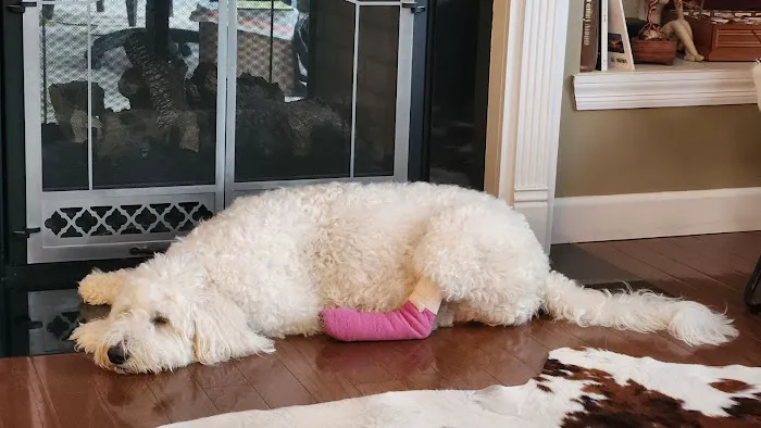 Bear Creek Animal Hospital Picture 10