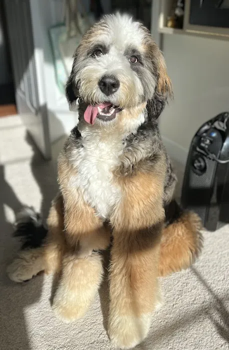 Bear Creek Animal Hospital Picture 6