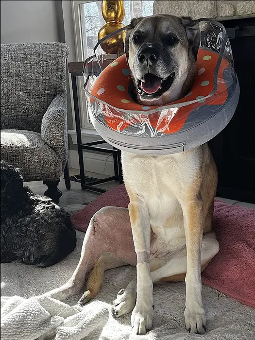 Veterinary Orthopedic Surgery Center Picture 1