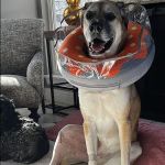 Veterinary Orthopedic Surgery Center