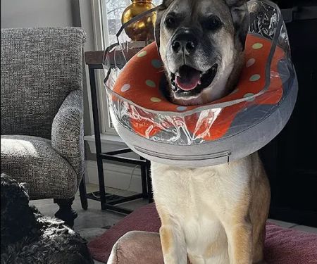 Veterinary Orthopedic Surgery Center