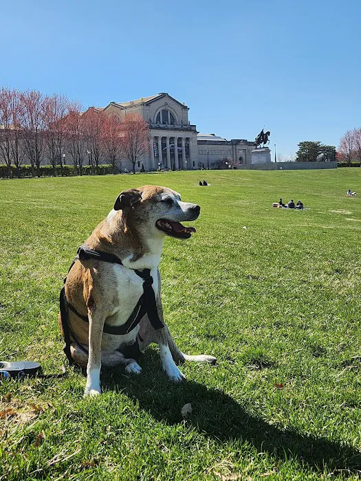 Veterinary Orthopedic Surgery Center Picture 2