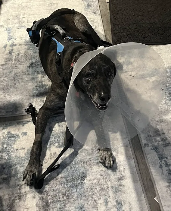 Veterinary Orthopedic Surgery Center Picture 3