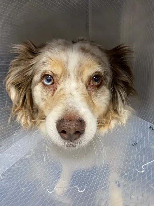 Veterinary Orthopedic Surgery Center Picture 6