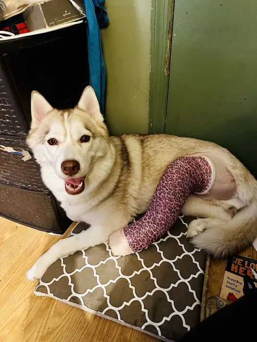 Veterinary Orthopedic Surgery Center Picture 7