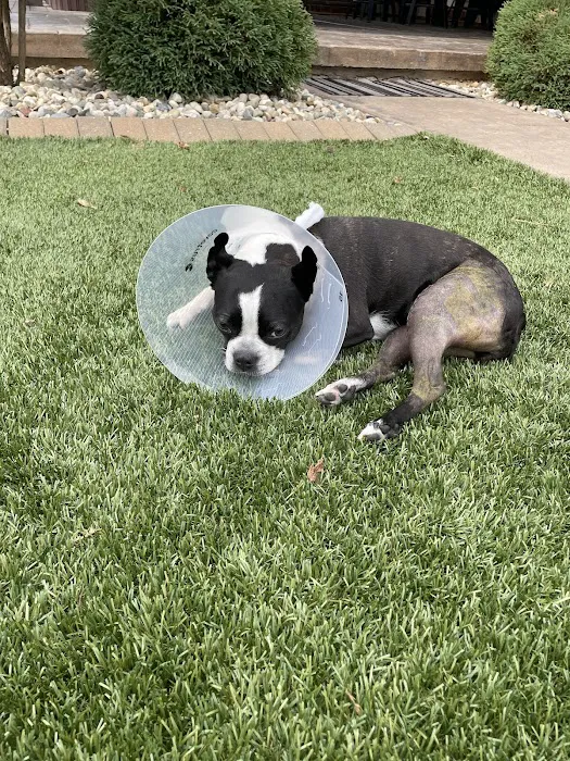 Veterinary Orthopedic Surgery Center Picture 8