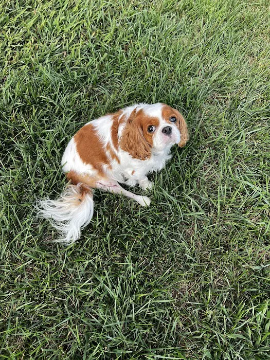 Veterinary Orthopedic Surgery Center Picture 10