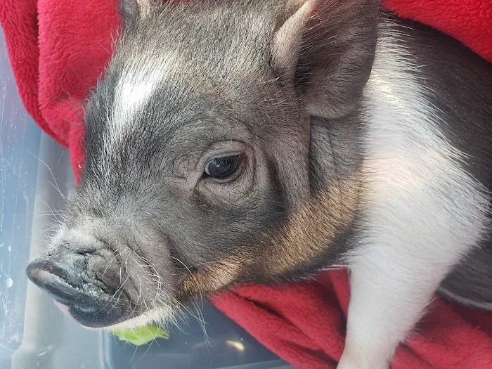 Troy & Wentzville Veterinary: Bruns C DVM Picture 1