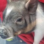 Troy & Wentzville Veterinary: Bruns C DVM