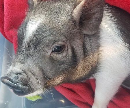 Troy & Wentzville Veterinary: Bruns C DVM