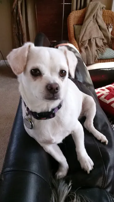 Troy & Wentzville Veterinary Clinics Picture 3