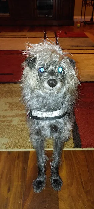 Troy & Wentzville Veterinary Clinics Picture 1