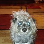 Troy & Wentzville Veterinary Clinics