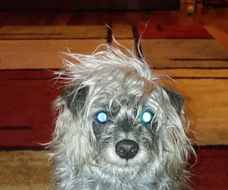 Troy & Wentzville Veterinary Clinics