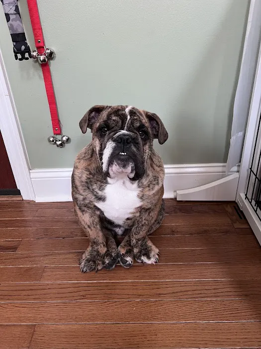 Troy & Wentzville Veterinary Clinics Picture 2