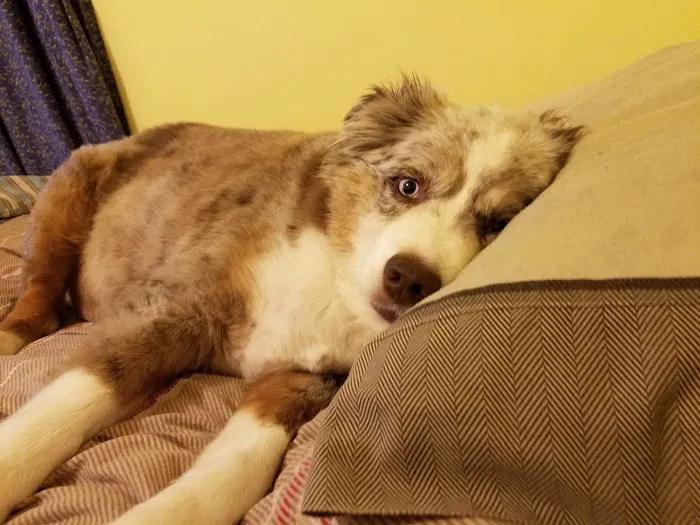 Troy & Wentzville Veterinary Clinics Picture 8