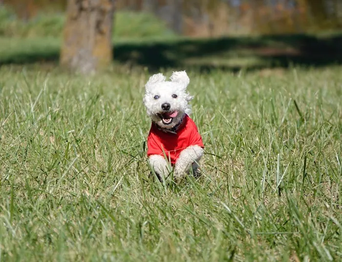 Troy & Wentzville Veterinary Clinics Picture 7