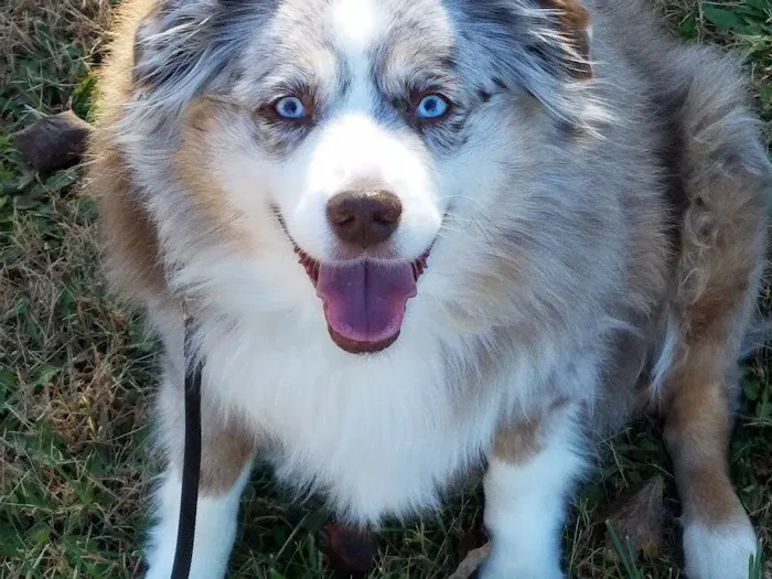 Troy & Wentzville Veterinary Clinics Picture 4