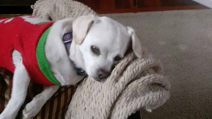 Troy & Wentzville Veterinary Clinics Picture 6