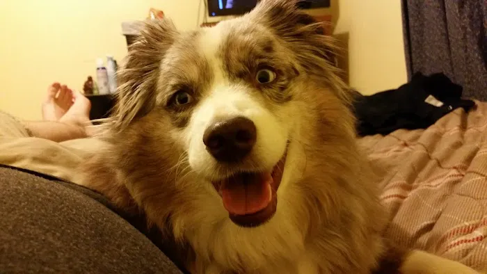 Troy & Wentzville Veterinary Clinics Picture 5