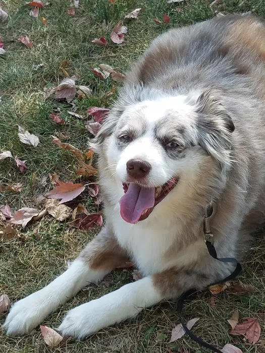 Troy & Wentzville Veterinary Clinics Picture 9