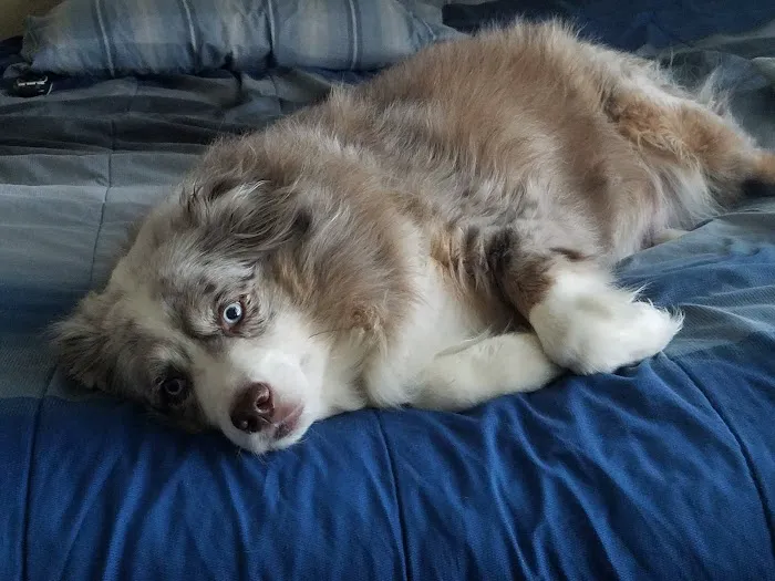 Troy & Wentzville Veterinary Clinics Picture 10