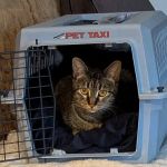 Mu College Of Veterinary Medicine