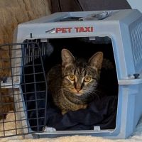 Mu College Of Veterinary Medicine ico